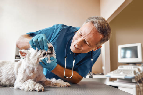 Best Broken or Chipped Tooth Repair in Madison, OH